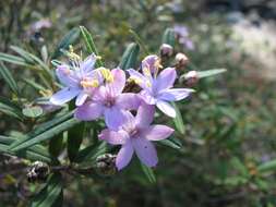 Image of Phebalium nottii (F. Müll.) F. M. Bailey