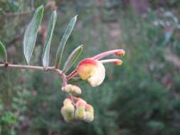 Image of Grevillea celata W. M. Molyneux