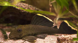 Image of suckermouth armored catfishes