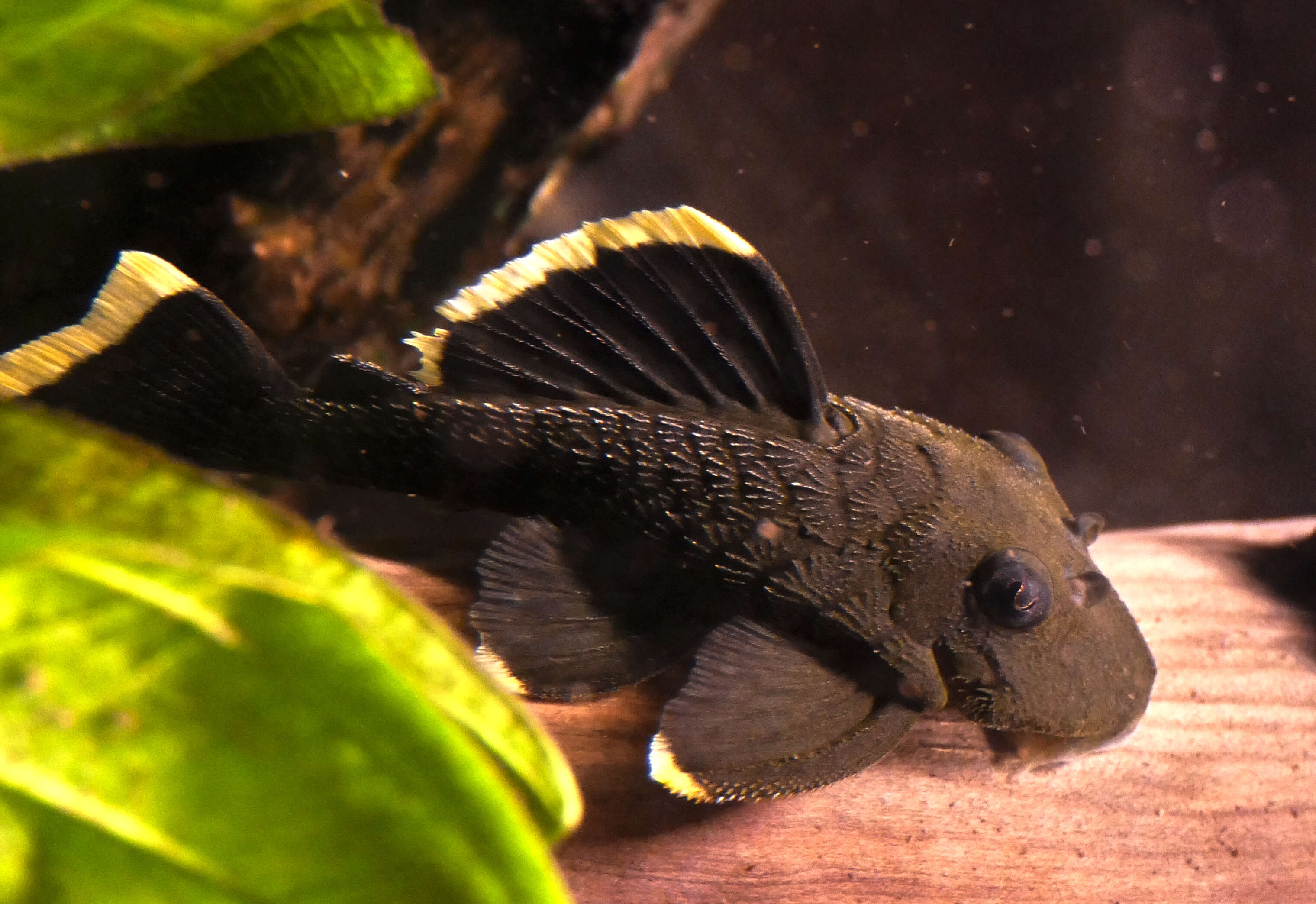 Image of suckermouth armored catfishes