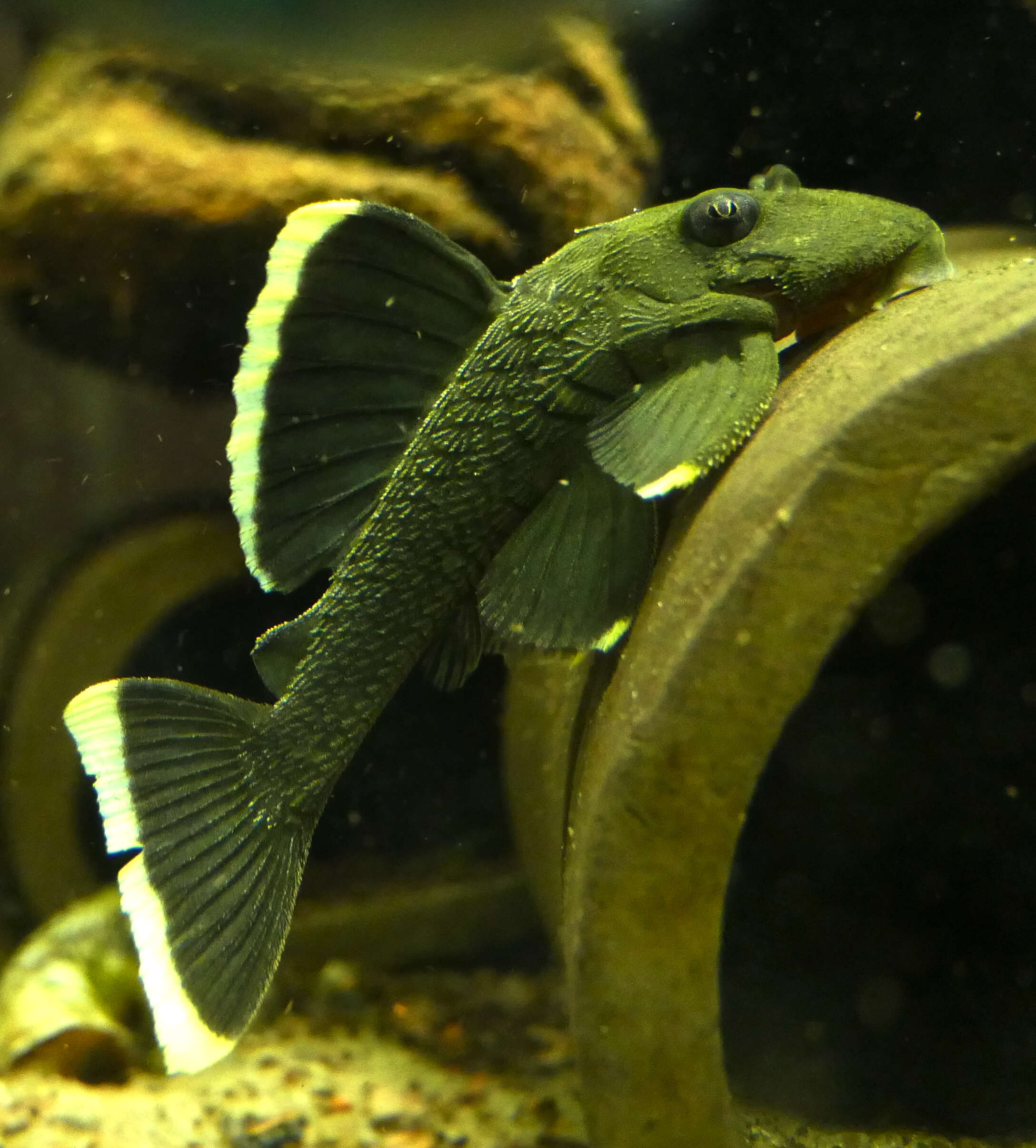 Image of suckermouth armored catfishes