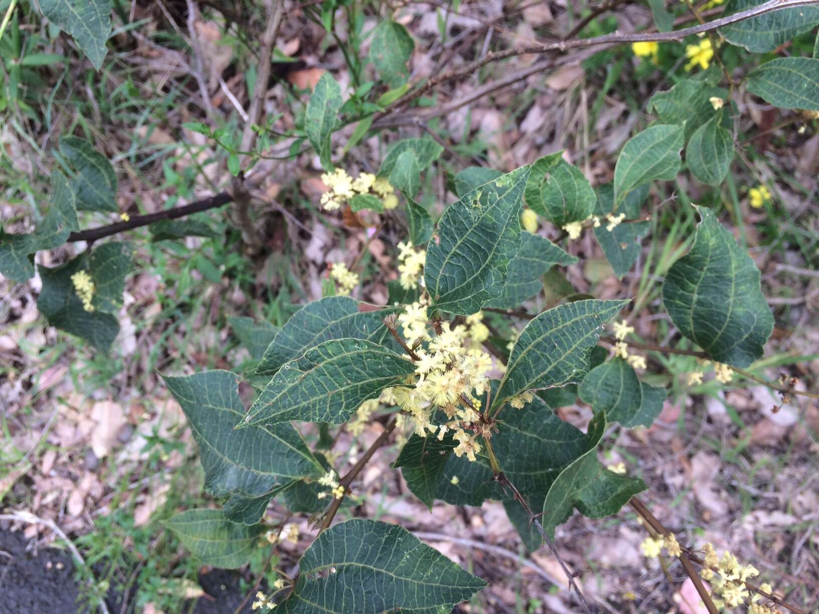 Acacia urophylla Benth. resmi