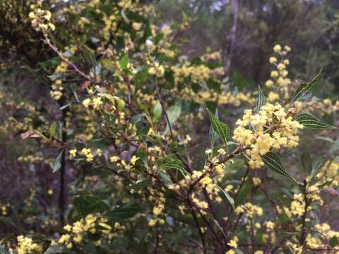 Image of Acacia urophylla Benth.