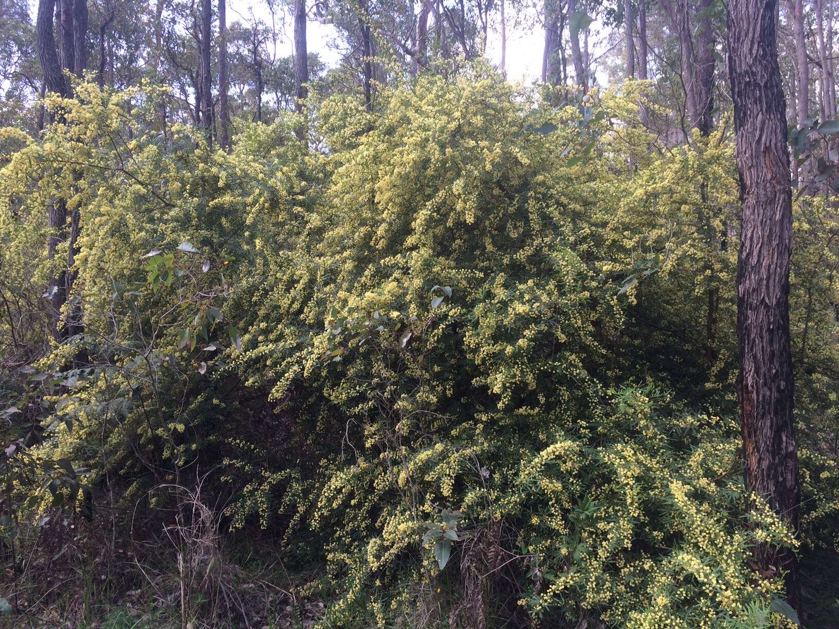 Image de Acacia pentadenia Lindl.