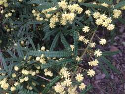 Image de Acacia pentadenia Lindl.