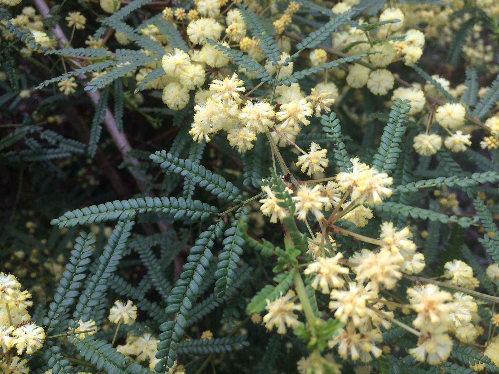 Image de Acacia pentadenia Lindl.