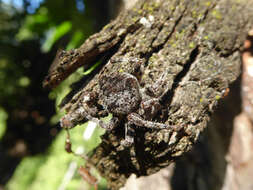 Image of Araneus angulatus Clerck 1757