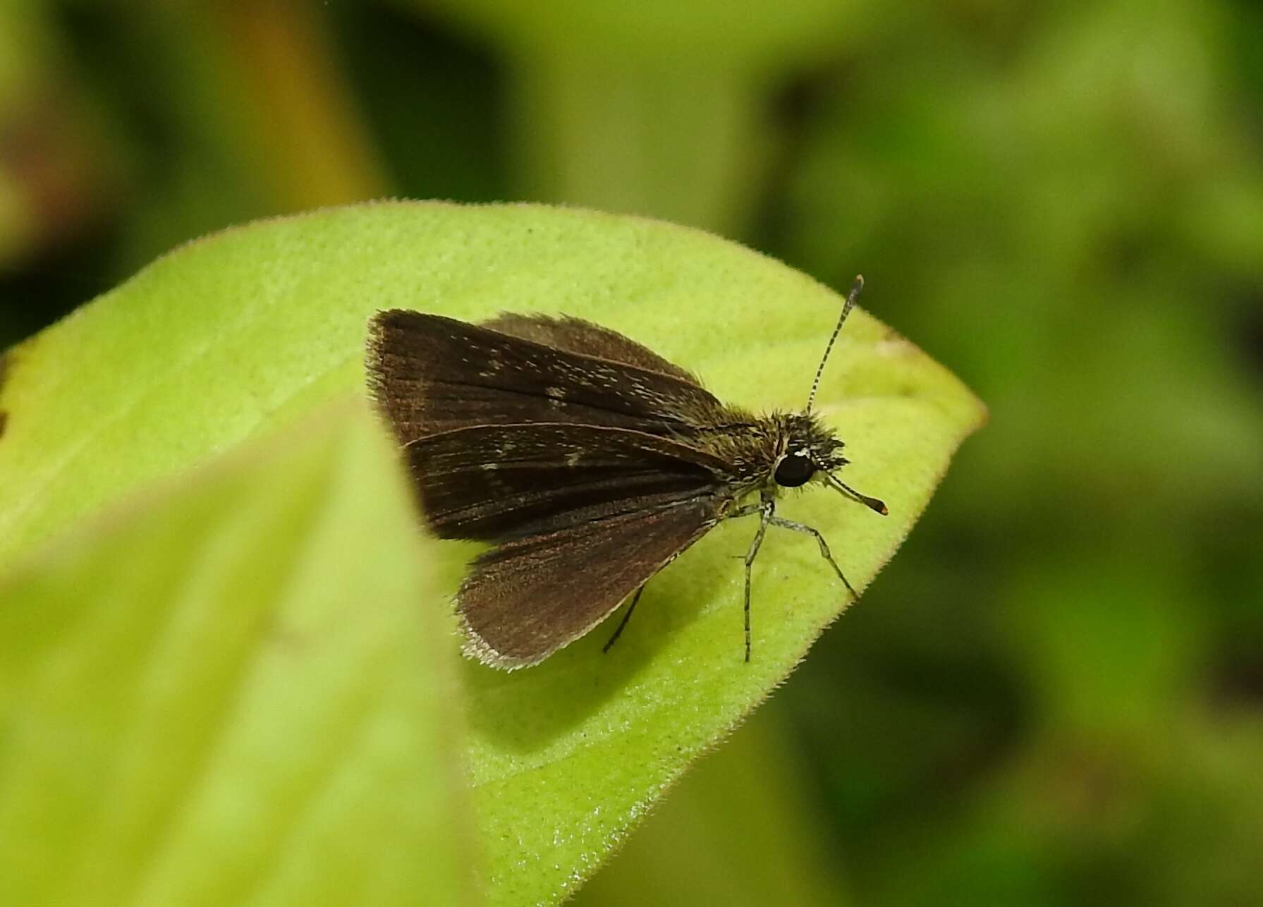 Image of Pygmy Scrub-hopper