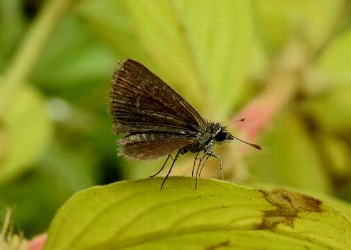 Image of Pygmy Scrub-hopper