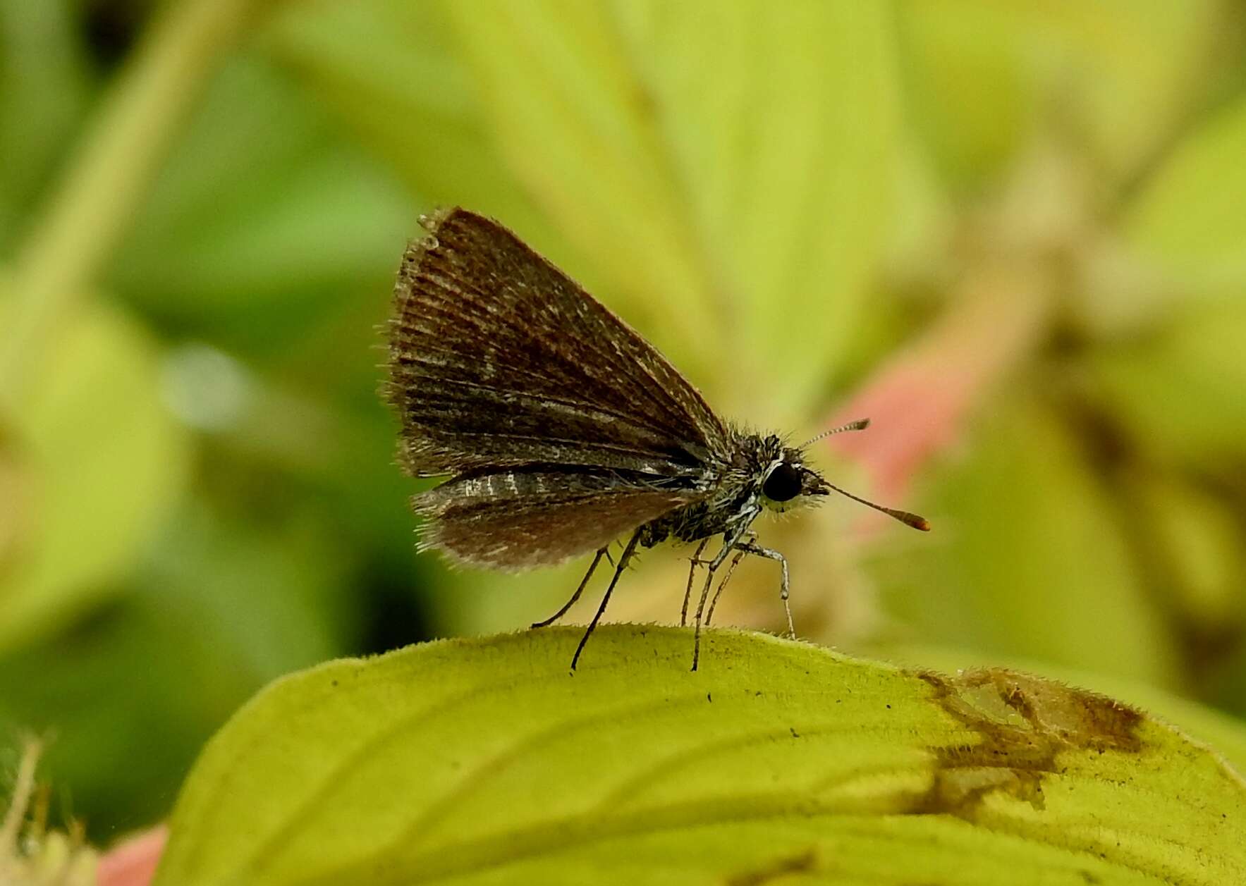 Aeromachus pygmaeus Fabricius 1775 resmi