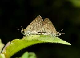 Image of Pygmy Scrub-hopper