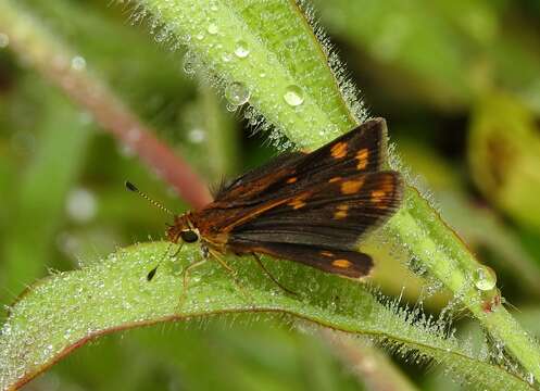 Image of Tamil grass dart