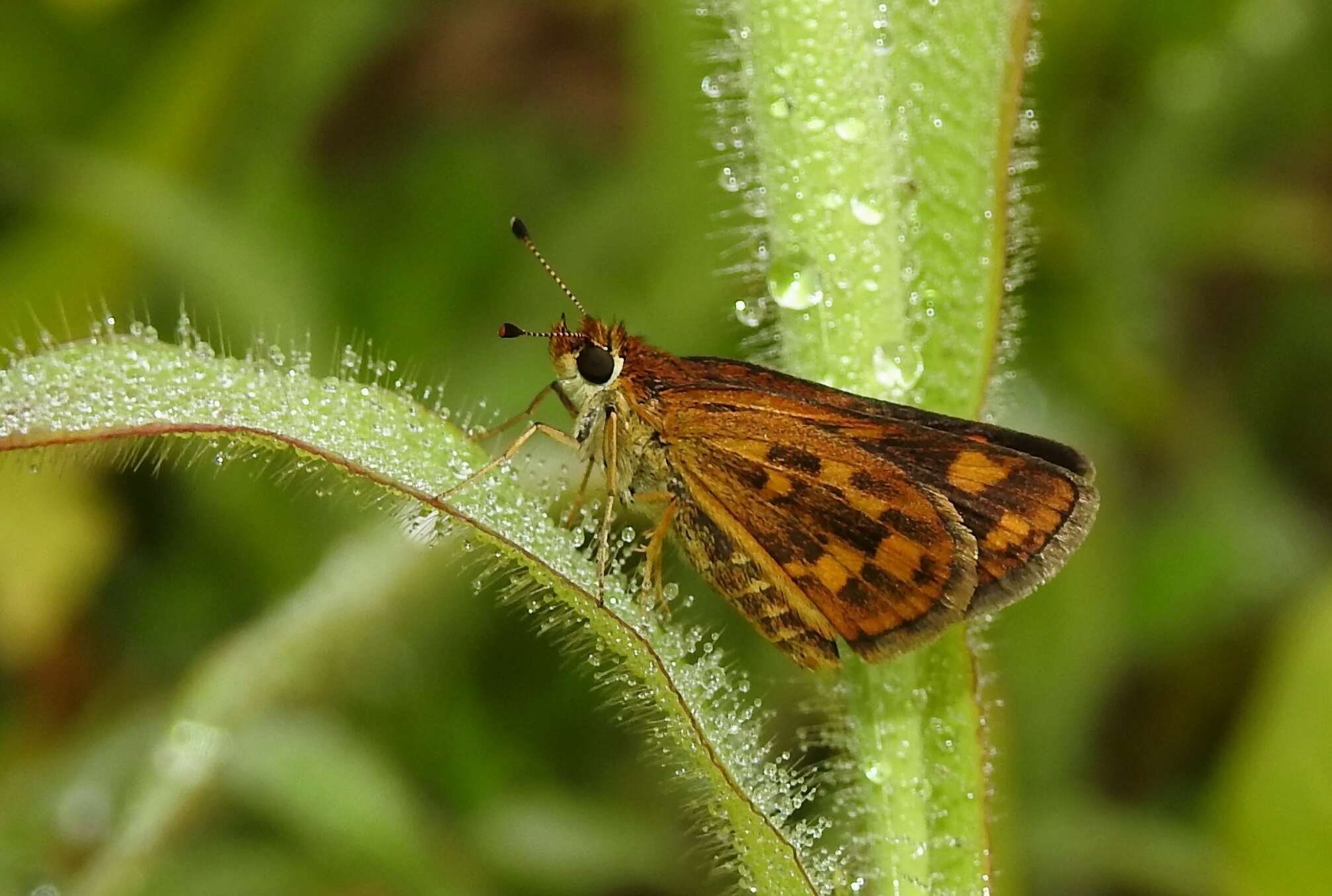 Image of Tamil grass dart