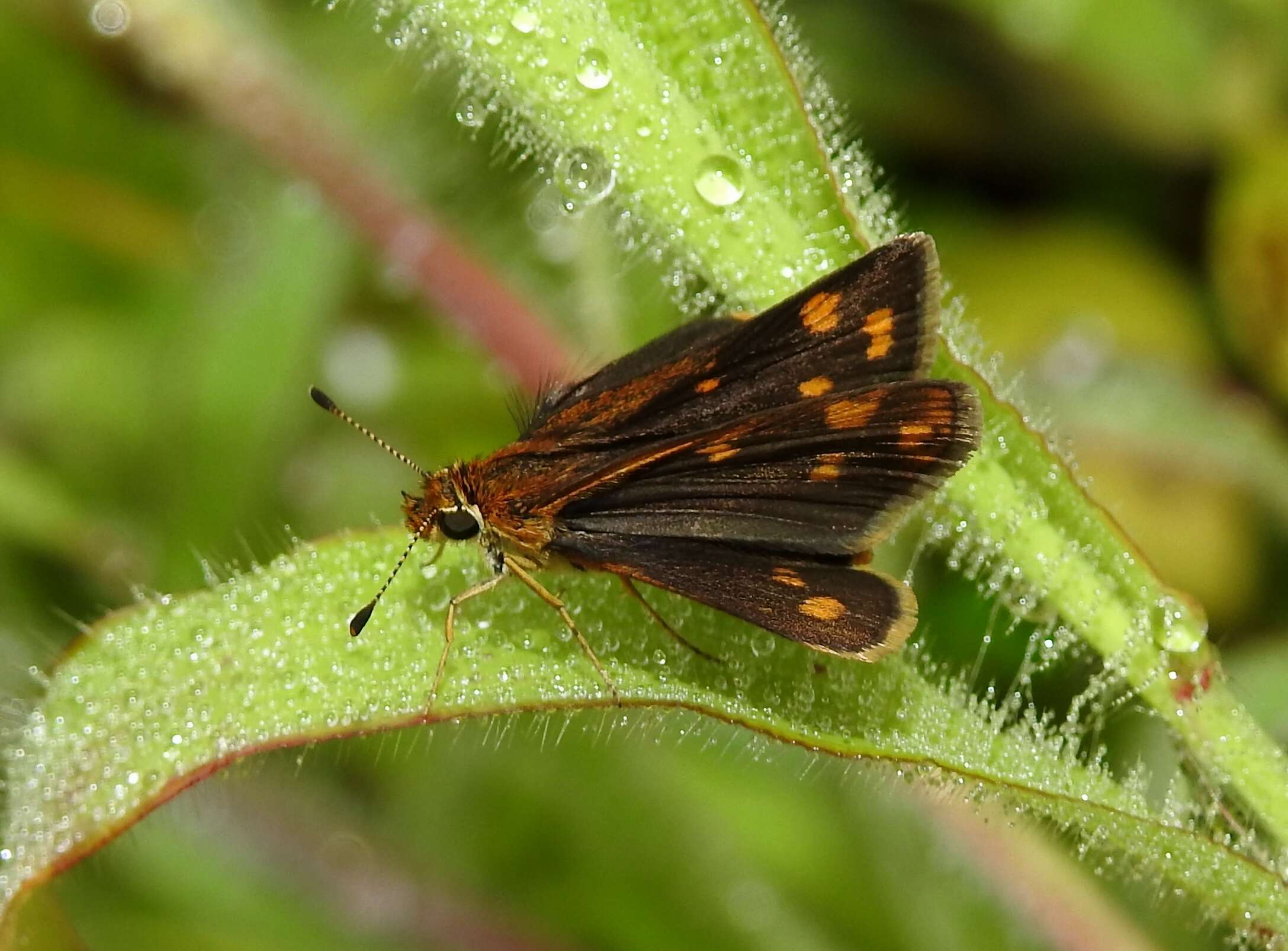 Image of Tamil grass dart