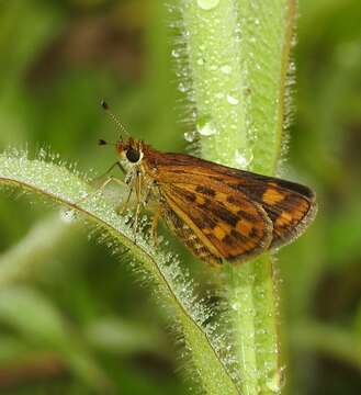 Image of Tamil grass dart