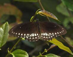 Image of Malabar Raven