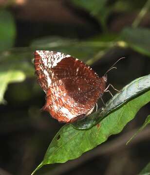 Image of Elymnias caudata Butler 1871