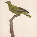 Image of Timor Green Pigeon