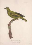 Image of Timor Green Pigeon