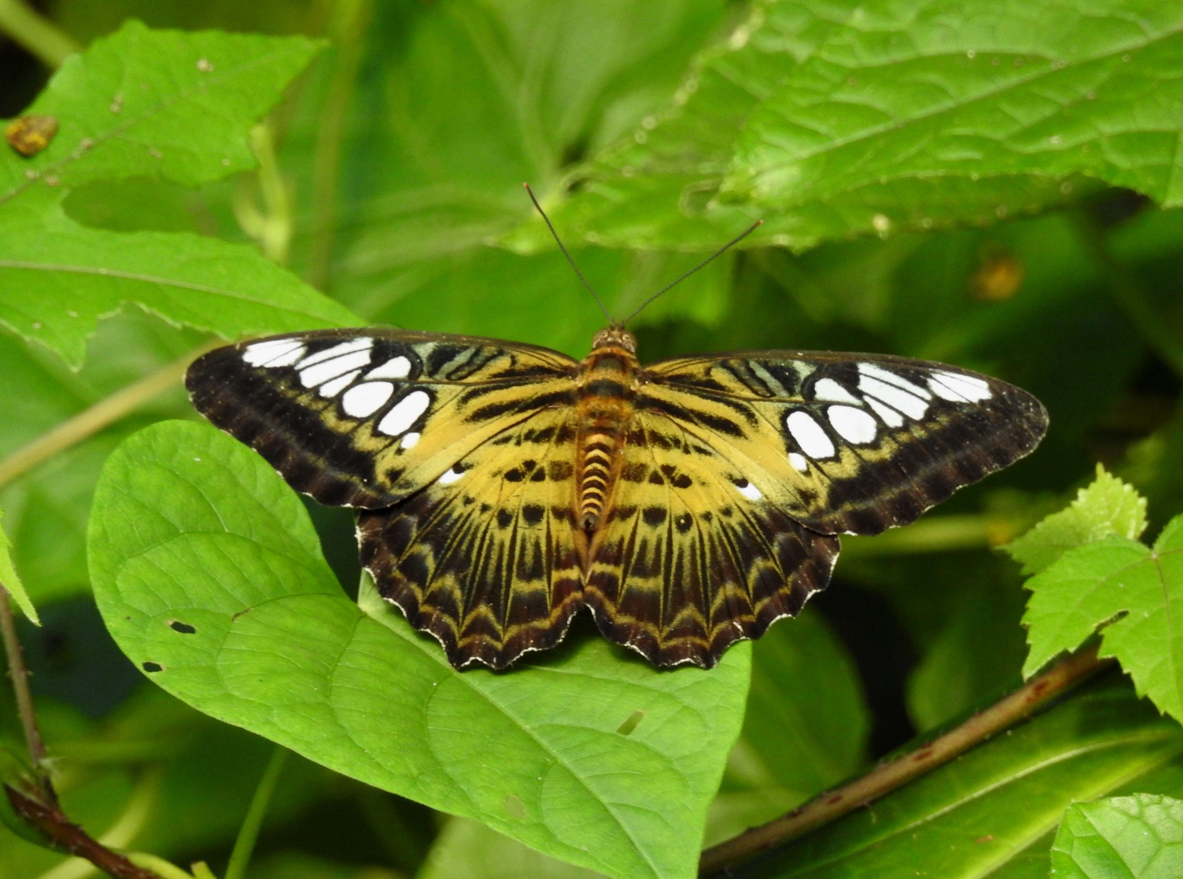 Imagem de Parthenos sylvia