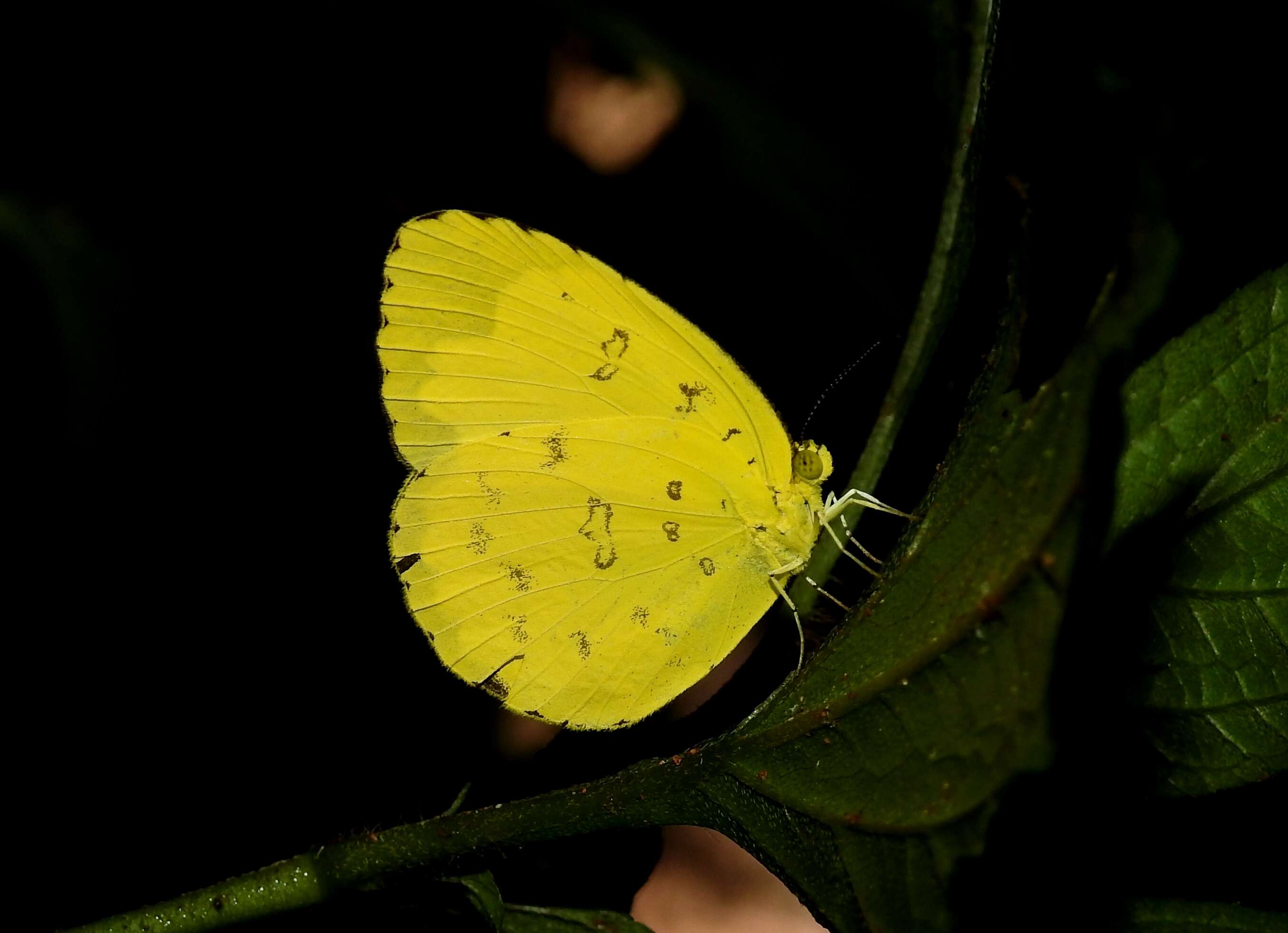 Image de Eurema blanda (Boisduval 1836)