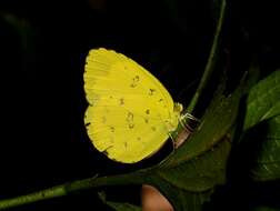 Image de Eurema blanda (Boisduval 1836)