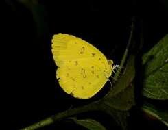 Image of Eurema blanda (Boisduval 1836)