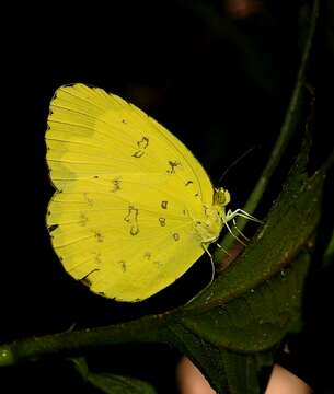 Image of Eurema blanda (Boisduval 1836)