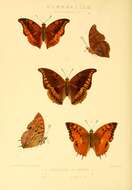 Imagem de Charaxes lasti Grose-Smith 1889