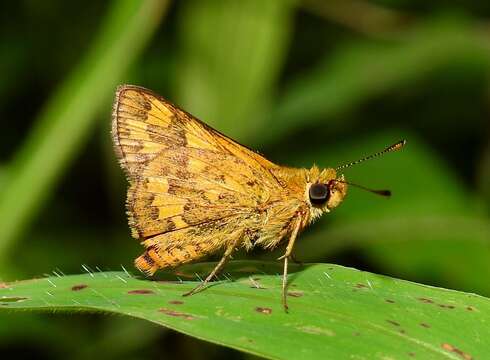 Image of Tamil grass dart