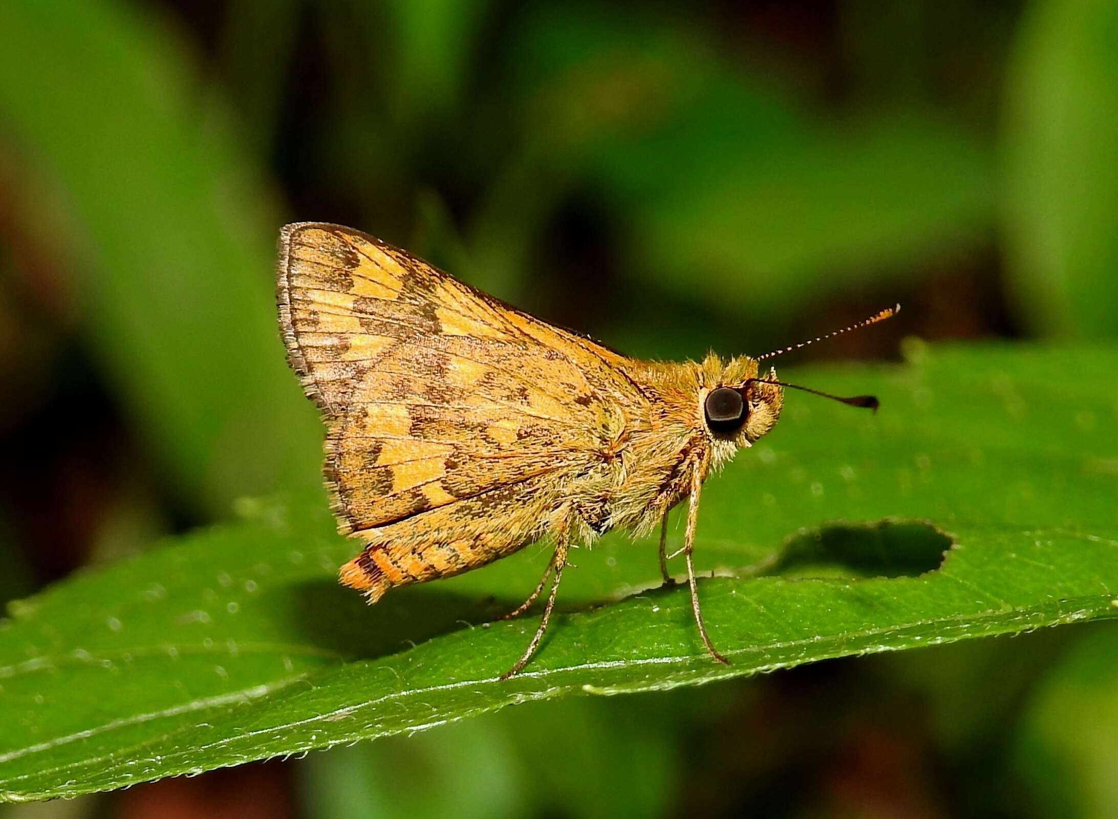 Image of Tamil grass dart