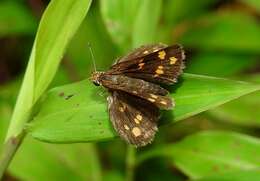 Image of Tamil grass dart