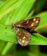 Image of Tamil grass dart