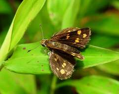 Image of Tamil grass dart