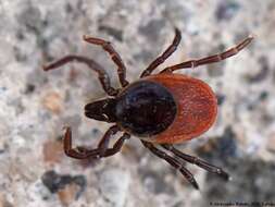 Image of Common sheep tick