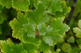 Image of European gooseberry