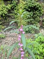 Image of spotted snapweed