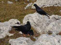 Image of Alpine Chough