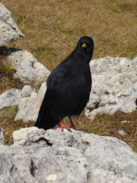 Image of Alpine Chough