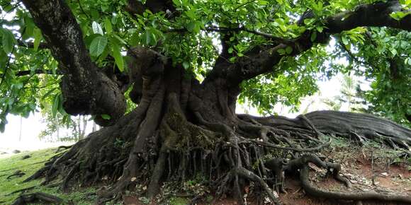 Ficus obtusifolia Kunth的圖片