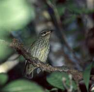 Image of Philepitta Geoffroy Saint-Hilaire & I 1838