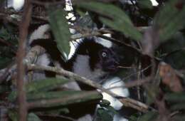 Image of indri