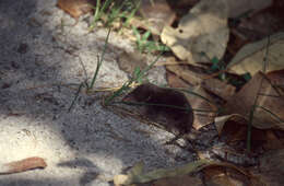 Image of Fossorial Tenrec