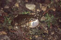 Image of Natterjack toad