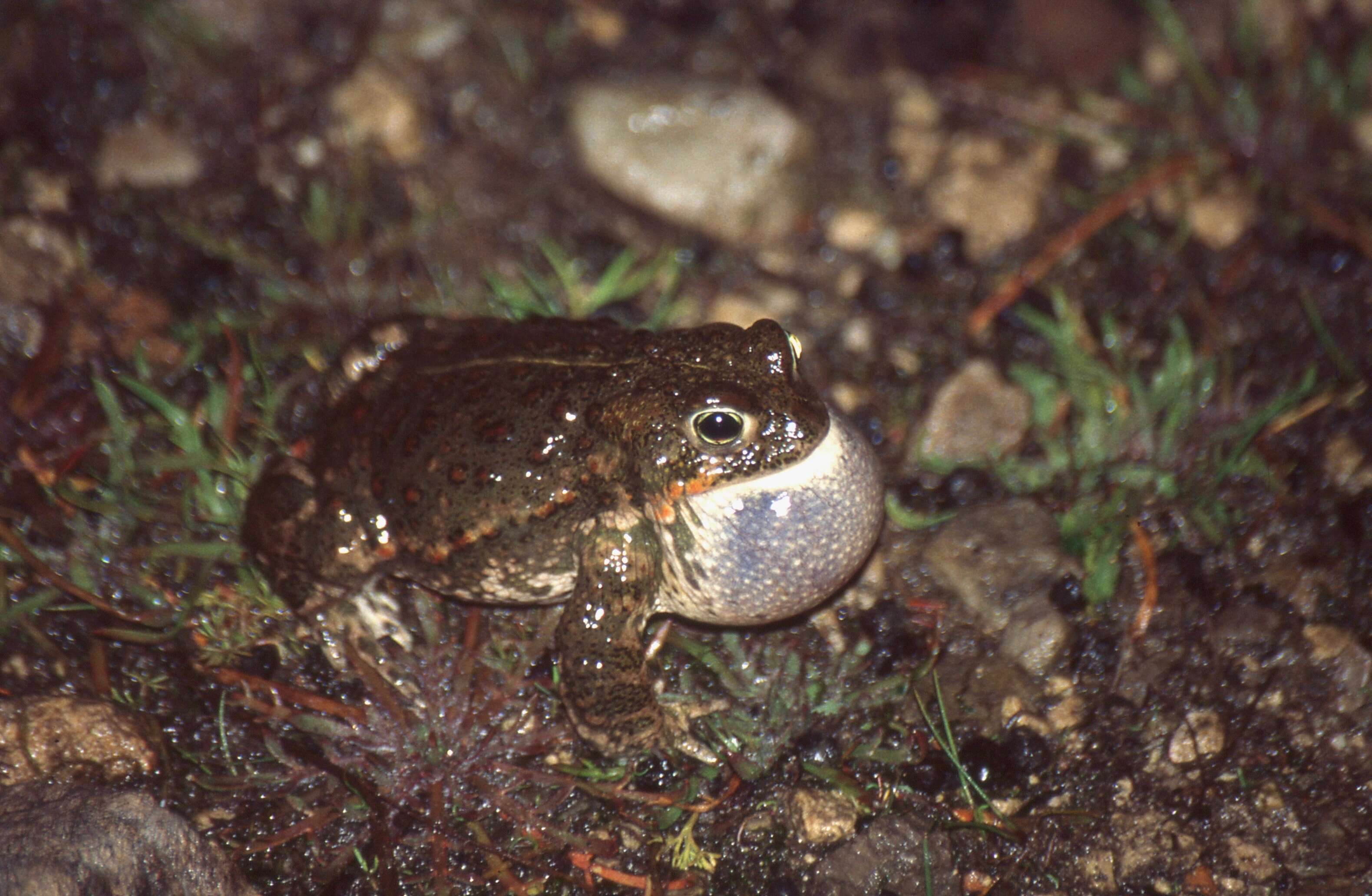 Image of Natterjack toad