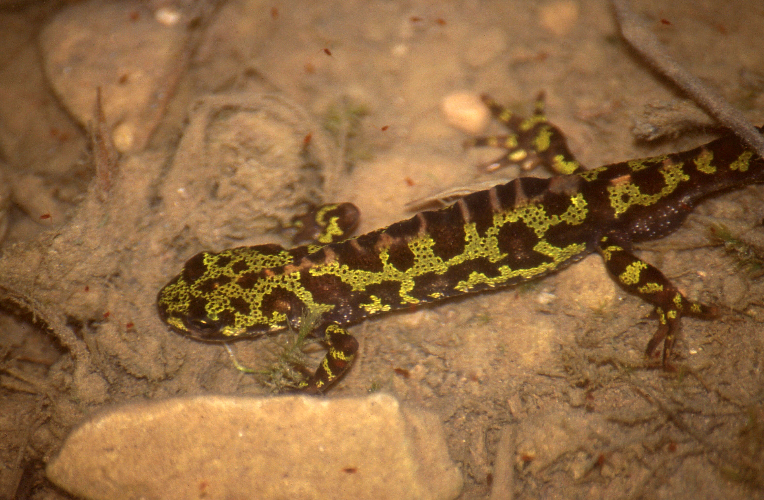 Triturus marmoratus (Latreille 1800) resmi