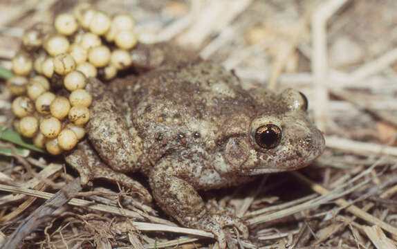 Image of Midwife toads