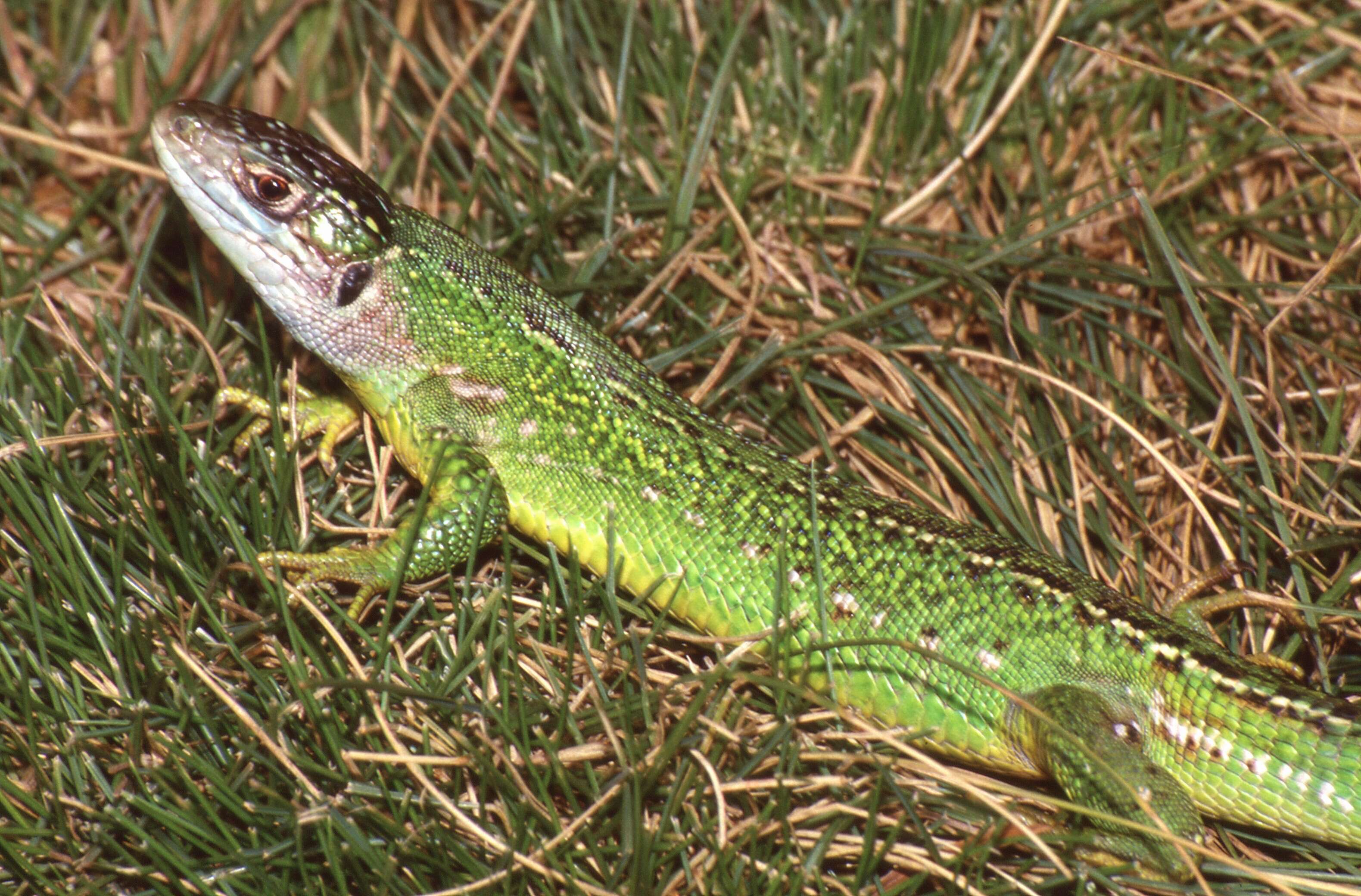 Image of Western Green Lizard