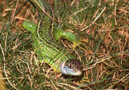 Image of Western Green Lizard