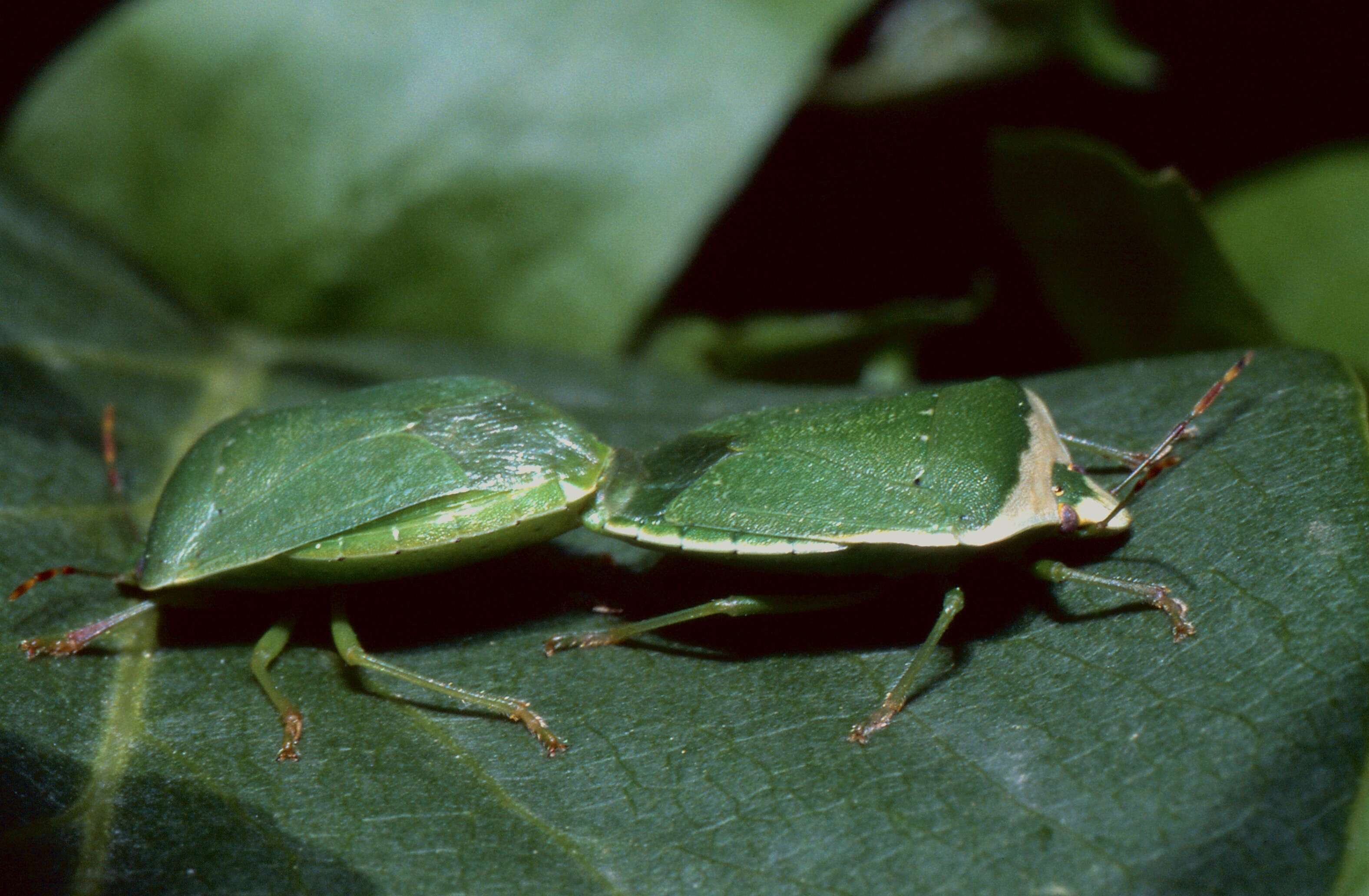 Image of Southern green stink bug